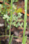 Narrowleaf silkgrass